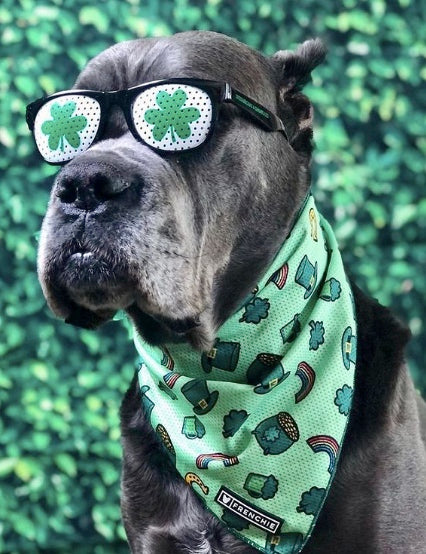 7 Lucky Irish Dog Breeds for St. Patty's Day Belly Rubs
