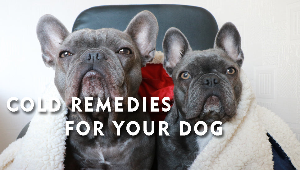 Cold Remedies For Your Dog🐶🤧