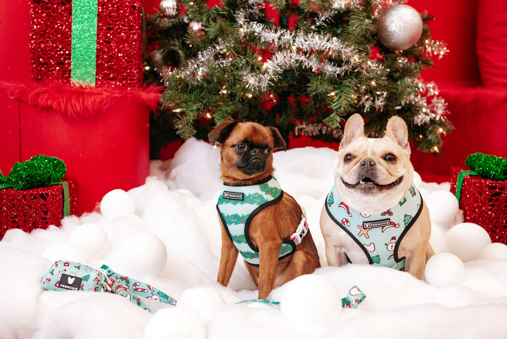 How to Prepare Your Pup for Happy (Not Yappy) Holidays